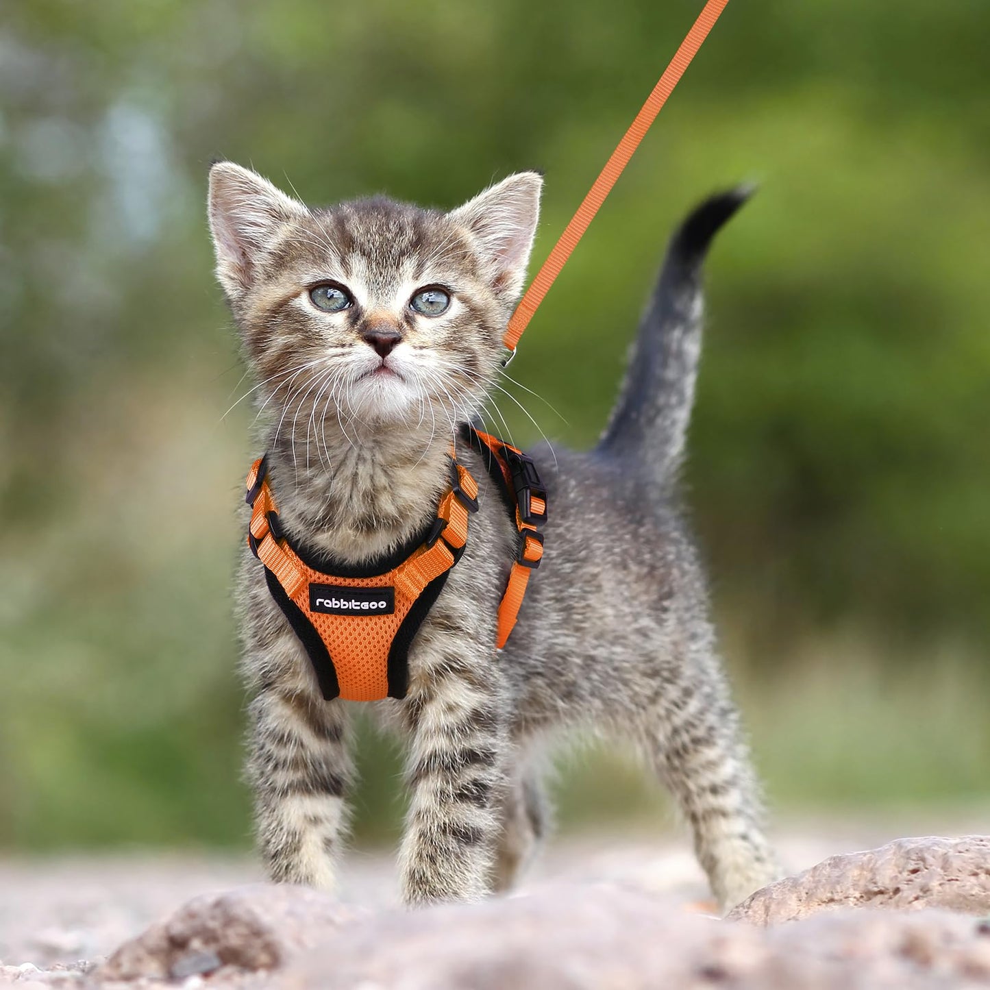 rabbitgoo Cat Harness and Leash for Walking, Escape Proof Soft Adjustable Vest Harnesses for Cats, Easy Control Breathable Reflective Strips Jacket, Navy Blue, XS