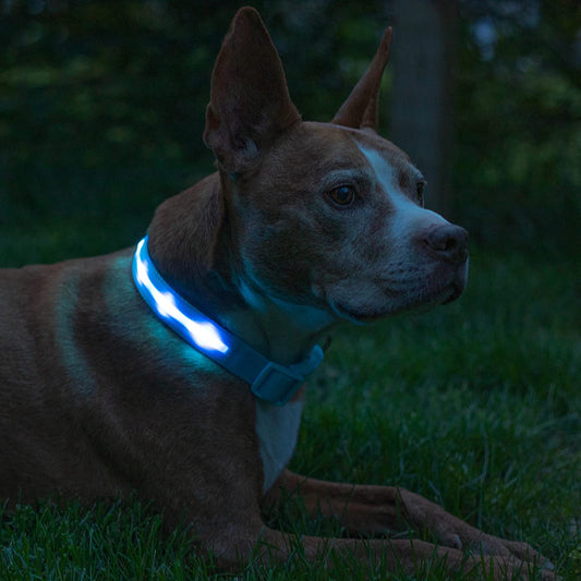 LED Light up Dog Collar - 1,000 Feet of Visibility - Brightest for Night Safety - USB Rechargeable with Water Resistant Glowing Dog Collar Light